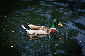 Canard colvert mâle (Anas platyrhynchos)