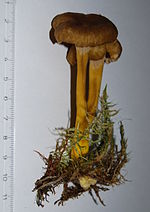 Miniatura para Craterellus tubaeformis