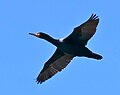 In flight over shoreline