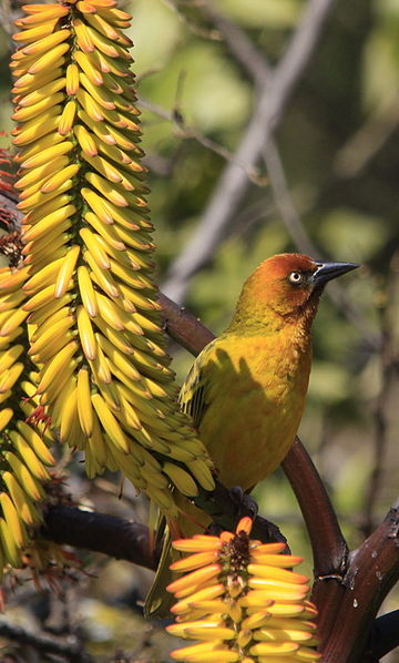 File:Cape Weaver (Ploceus capensis) in aloe (7623213022).jpg