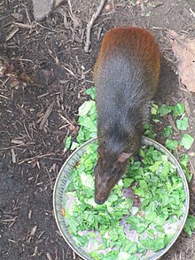 Captive specimen at Henry Vilas Zoo in the United States Captive Red-rumped Agouti, Madison, WI.jpg