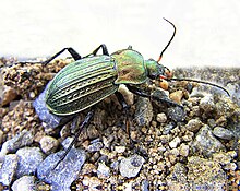 Carabus cancellatus natur.jpg