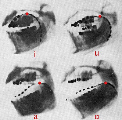 X-ray photos show the sounds [i, u, a, ɑ].