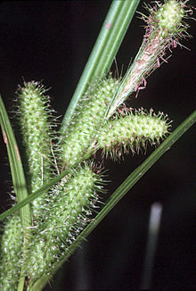 Carex frankiaku NRCS-1.jpg