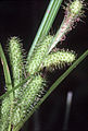 Carex frankii NRCS-1.jpg
