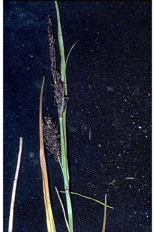 <i>Carex saxatilis</i> Species of grass-like plant