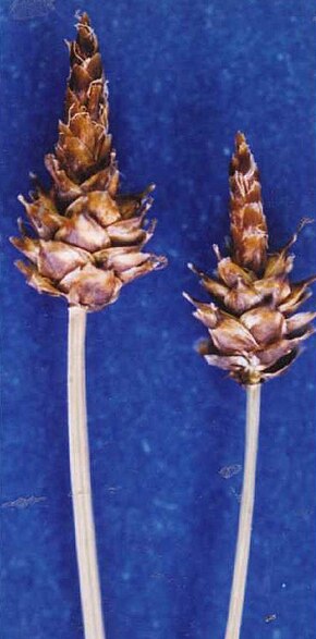 Descrierea imaginii Carexcapitata.jpg.