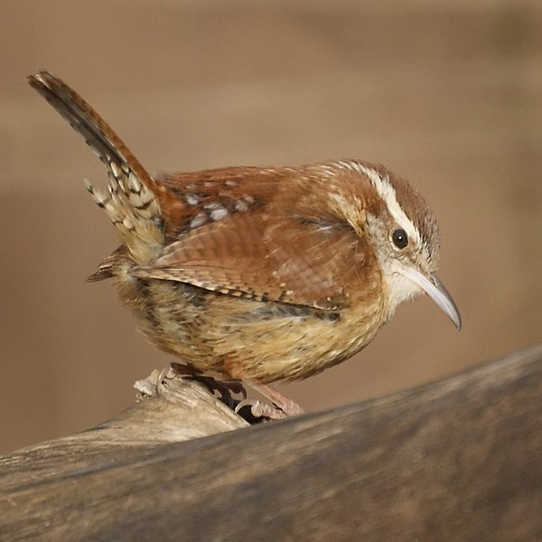 File:Carolina Wren (4267027628).jpg