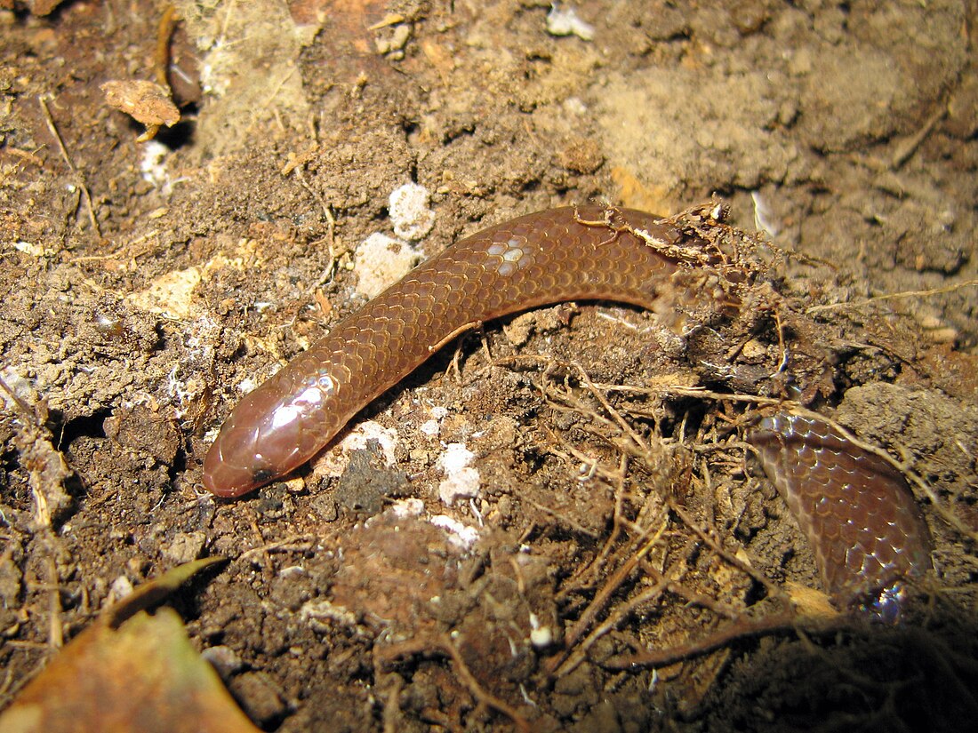 Carphophis amoenus