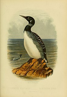 Cassell's book of birds, ca 1875 Cassell's book of birds (Plate XXXIX) (8574783618).jpg