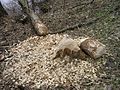 Beaver felled tree (Ulmus) at the Brok, River Bug (Poland)