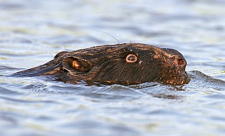Eurasian beaver swimming