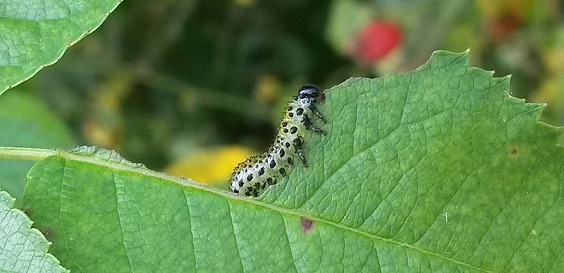 File:Caterpillar feeding on leaf - 20140906 121127 (cropped).jpg