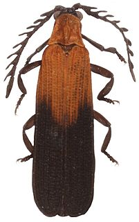 <i>Cautires</i> Genus of beetles