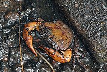 Arachnothelphusa rhadamanthysi
Cave crab, Borneo Cave crab (Arachnothelphusa rhadamanthysi).jpg