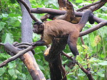 Macaco-prego-galego, Sapajus flavius, pertencente ao grupo de