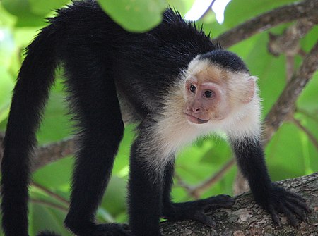 Cebus capucinus, Costa Rica.JPG