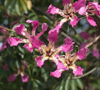 Ceiba speciosa Flowers