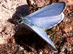 Celastrina echo-dorsal.jpg