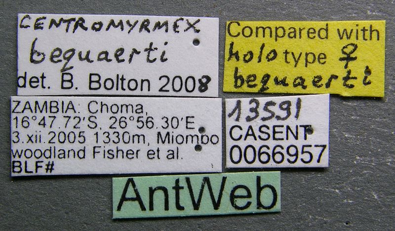 File:Centromyrmex bequaerti casent0066957 label 1.jpg