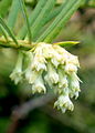 Cephalotaxus sinensis - Longwood Gardens - DSC00781.JPG