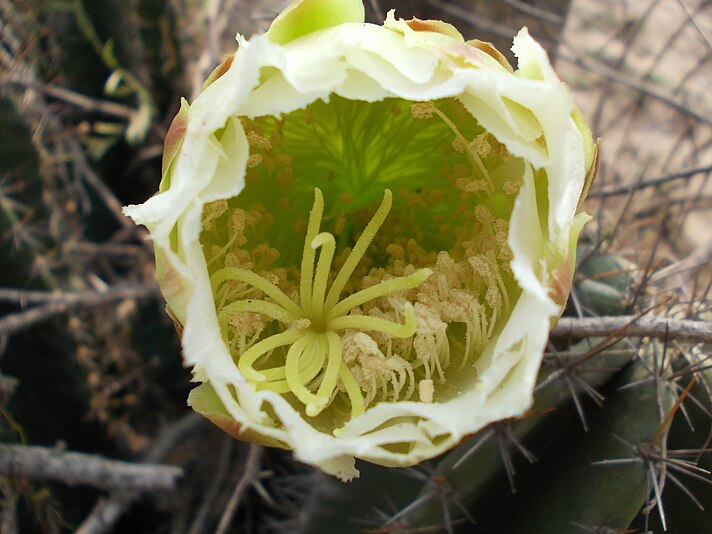 Cactus Flower