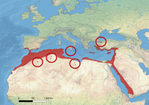 Gewöhnliches Chamäleon: Lebensraum, Merkmale, Fortpflanzung