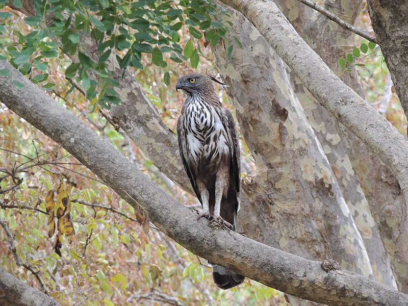 File:Changeable hawk-eagle, AJTJohnsingh. DSCN2629.jpg