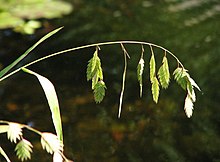 Chasmanthium latifolium Obiedka szerokolistna 2011-09-11 01.jpg