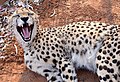 Cat: Cheetahs of Namibia