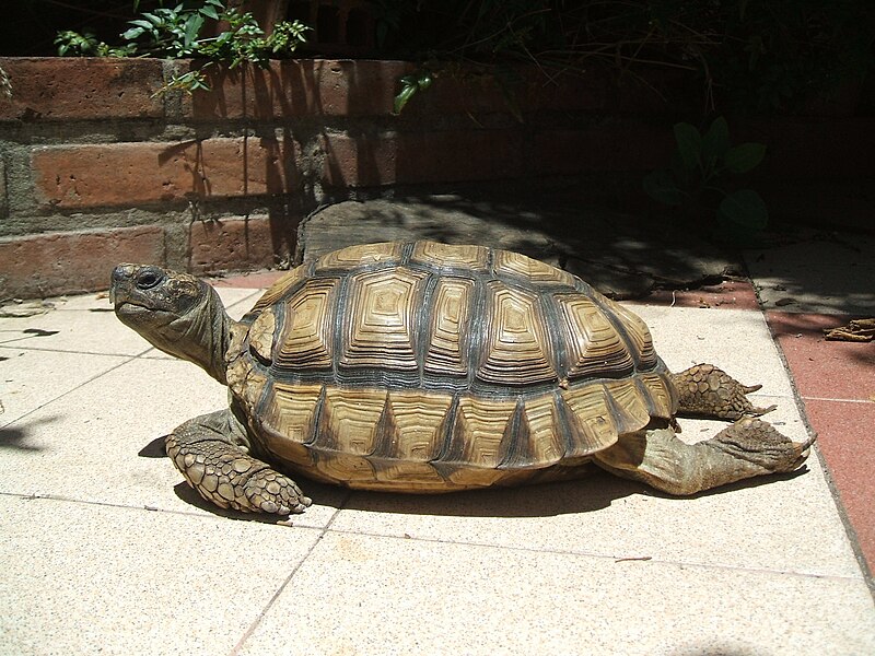 Chaco tortoise Wikipedia