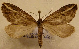 <span class="mw-page-title-main">Streak (moth)</span> Species of moth