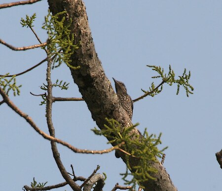 Chestnut-bellied Rock Thrush (Monticola rufiventris) (Female) W Picture 073.jpg