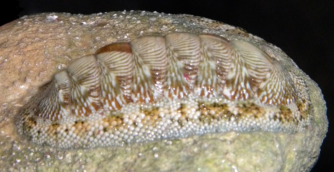 Chiton (mollusque)