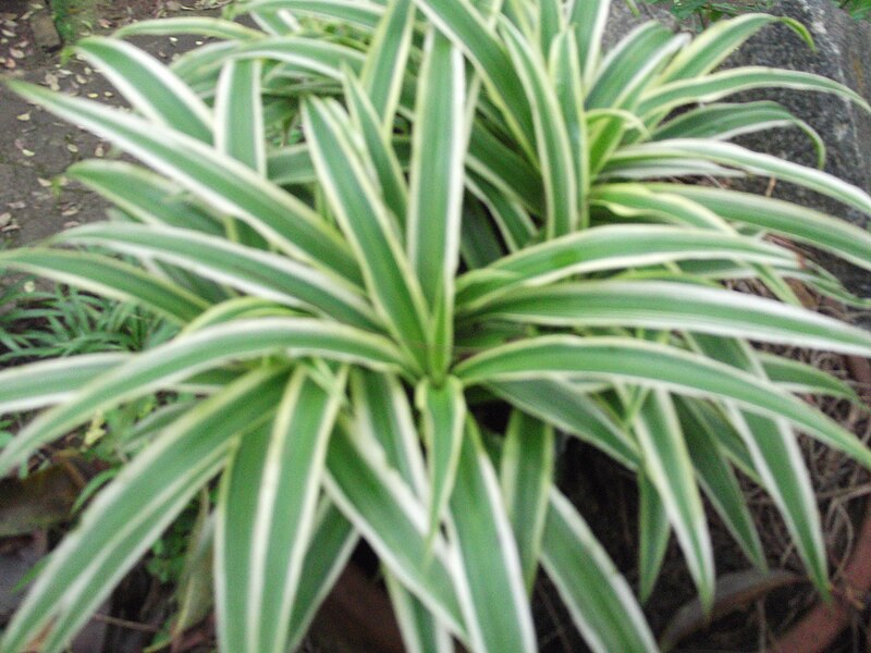 File:Chlorophyttum comosum variegatum-yercaud-salem-India.JPG