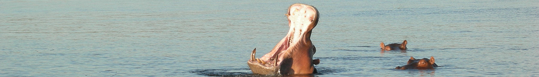 Chobe Ulusal Parkı'ndaki su aygırları