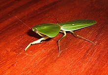 Choeradodis rhombicollis in Costa Rica Choeradodis, Costa Rica.JPG