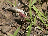 Chortophaga viridifasciata