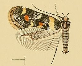 Chrysoesthia boseae