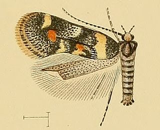 <i>Chrysoesthia boseae</i> Species of moth