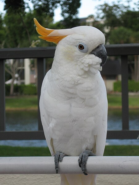 File:CitronCrestedCockatoo.jpeg