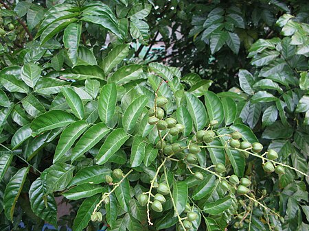 Tập_tin:Clausena_lansium_unripe_fruits.JPG