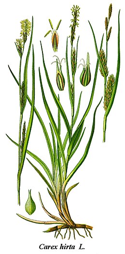 Carex : feuille souvent coupante et pliée longitudinalement, tige trigone et fleurs unisexuées rassemblées en épis.