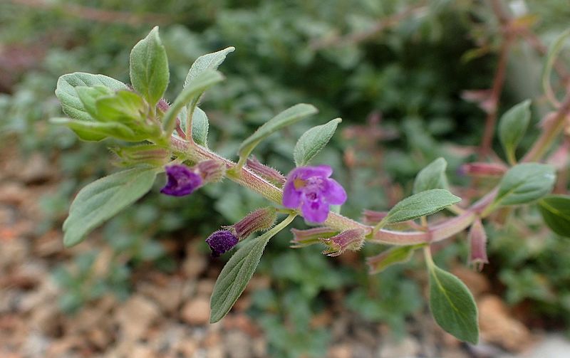 File:Clinopodium alpinum kz1.jpg