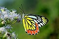 * Nomination Close wing Nectaring of Delias eucharis (Drury, 1773) - Indian Jezebel (Female). By User:Sandipoutsider --Bodhisattwa 04:37, 8 June 2022 (UTC) * Promotion  Support Good quality. --Poco a poco 07:02, 8 June 2022 (UTC)