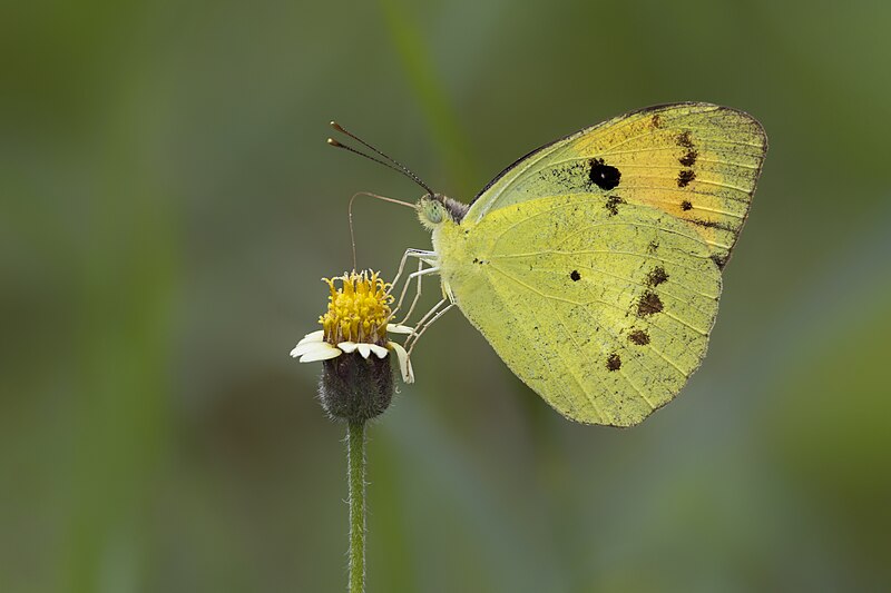 File:Close wing Nectering of Ixias marianne (Cramer, 1779) - White Orange-tip (2) WLB.jpg