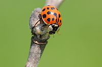 Coccinelle.