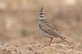 * Nomination: Crested Lark (Galerida cristata) ZaghouanI, the copyright holder of this work, hereby publish it under the following license:This image was uploaded as part of Wiki Loves Earth 2024. --El Golli Mohamed 11:20, 21 May 2024 (UTC) * Review  Comment A bit noisy. --Sebring12Hrs 18:52, 28 May 2024 (UTC) I fixed it. --El Golli Mohamed 22:45, 28 May 2024 (UTC)