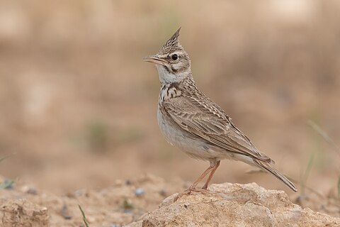 Crested Lark (Galerida cristata) Zaghouan