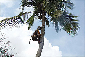 Although not native, coconut palms were planted on many of Caroline's islets in the 1920s and earlier, but are now largely gone. Coconut (1).jpg